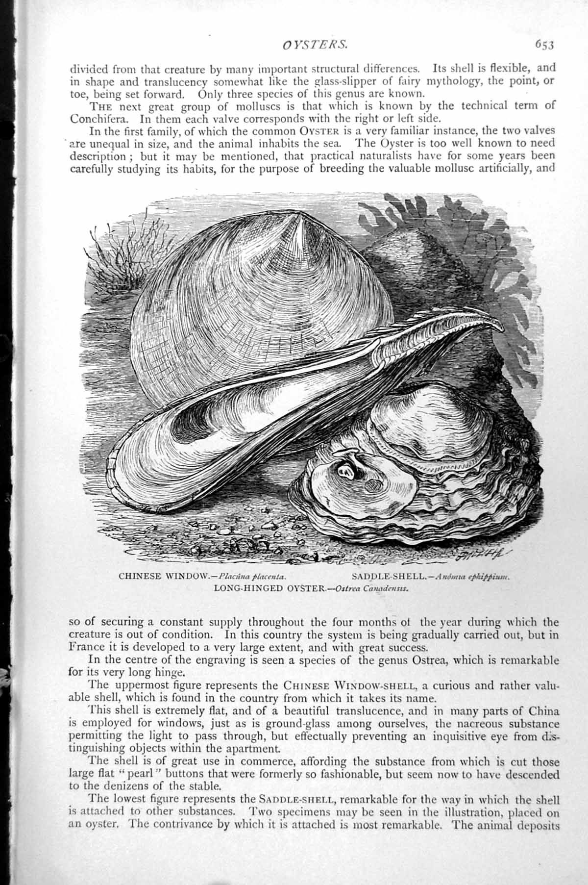 Original Old Antique Print Chinese Window Saddle-Shell Long-Hinged Oyster C1890
