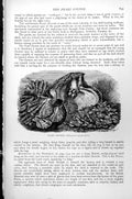 Original Old Antique Print Pearl Oyster Meleagrina Margaritifera C1890 19th