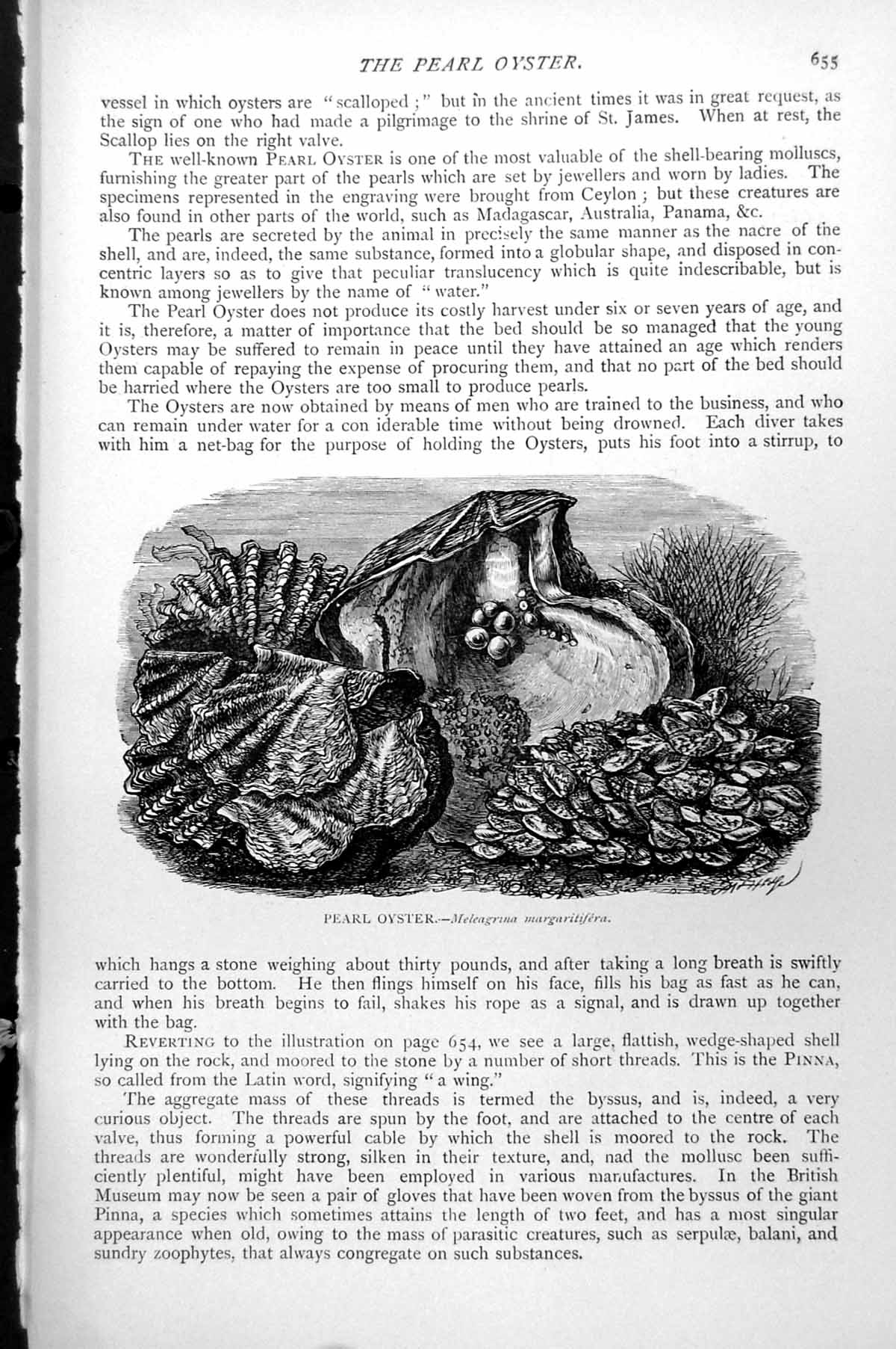 Original Old Antique Print Pearl Oyster Meleagrina Margaritifera C1890 19th
