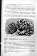 Original Old Antique Print Spotted Bear'S Claw Clam Yellow Clam C1890 Victorian