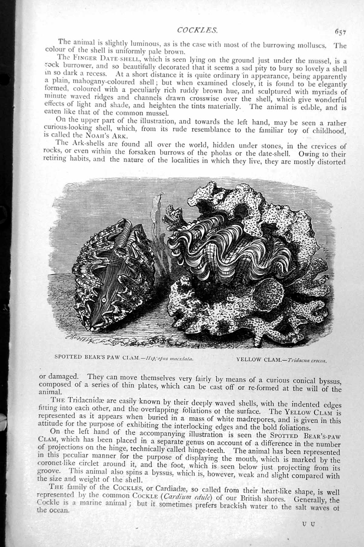 Original Old Antique Print Spotted Bear'S Claw Clam Yellow Clam C1890 Victorian