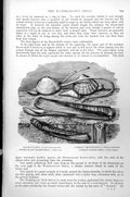 Antique Old Print Sword Blade Razor Shell Common Trough Scrobicularia C1890