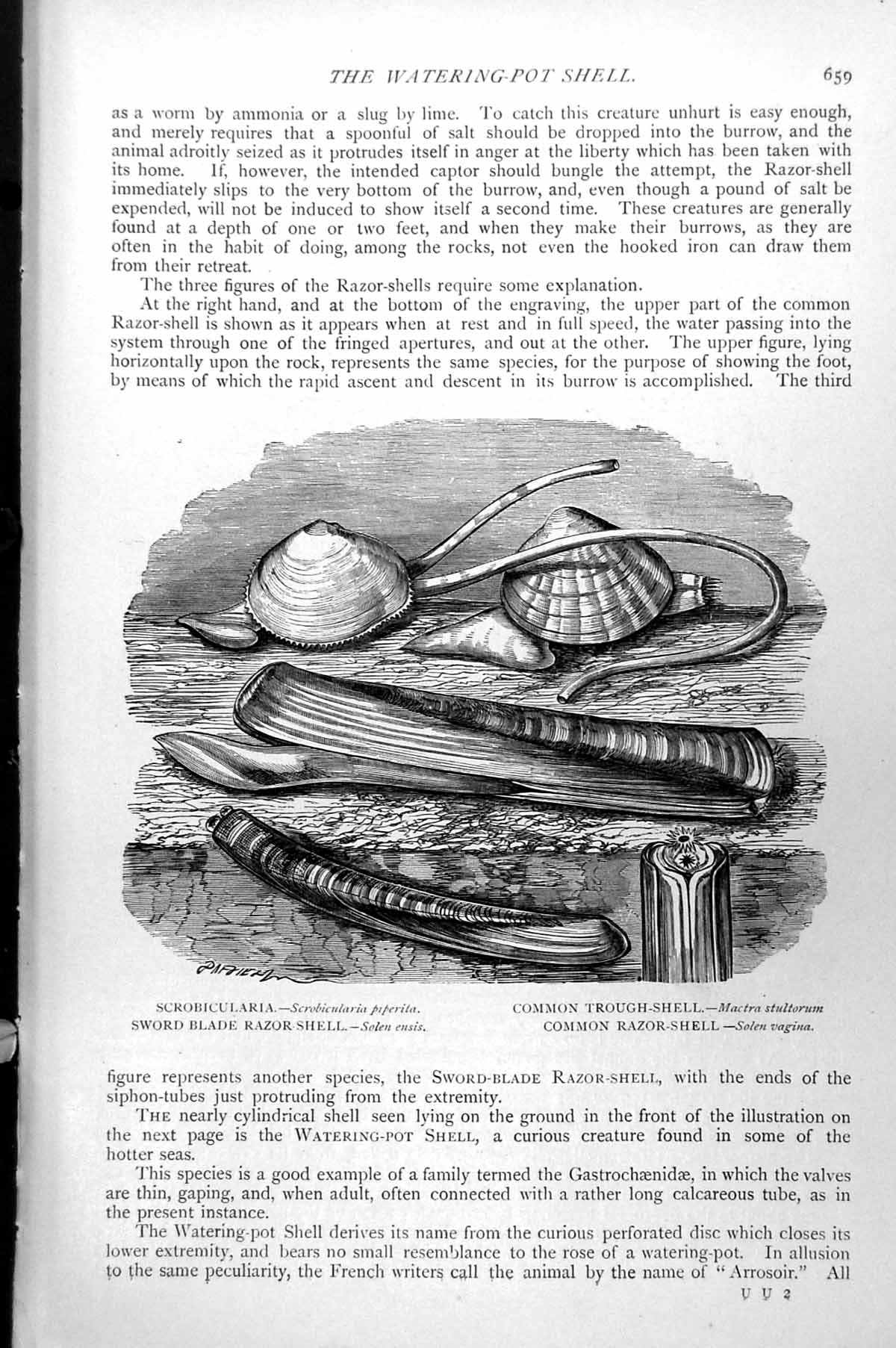 Antique Old Print Sword Blade Razor Shell Common Trough Scrobicularia C1890