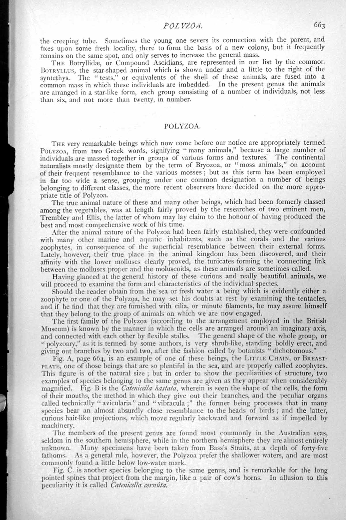 Original Old Antique Print Polyzoa Catanicella Salicornaria Canda Reptans C1890