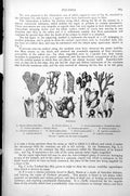 Old Print Polyzoa Flustra Carbasea Diachoris Membranipora Lepralia C1890 19th