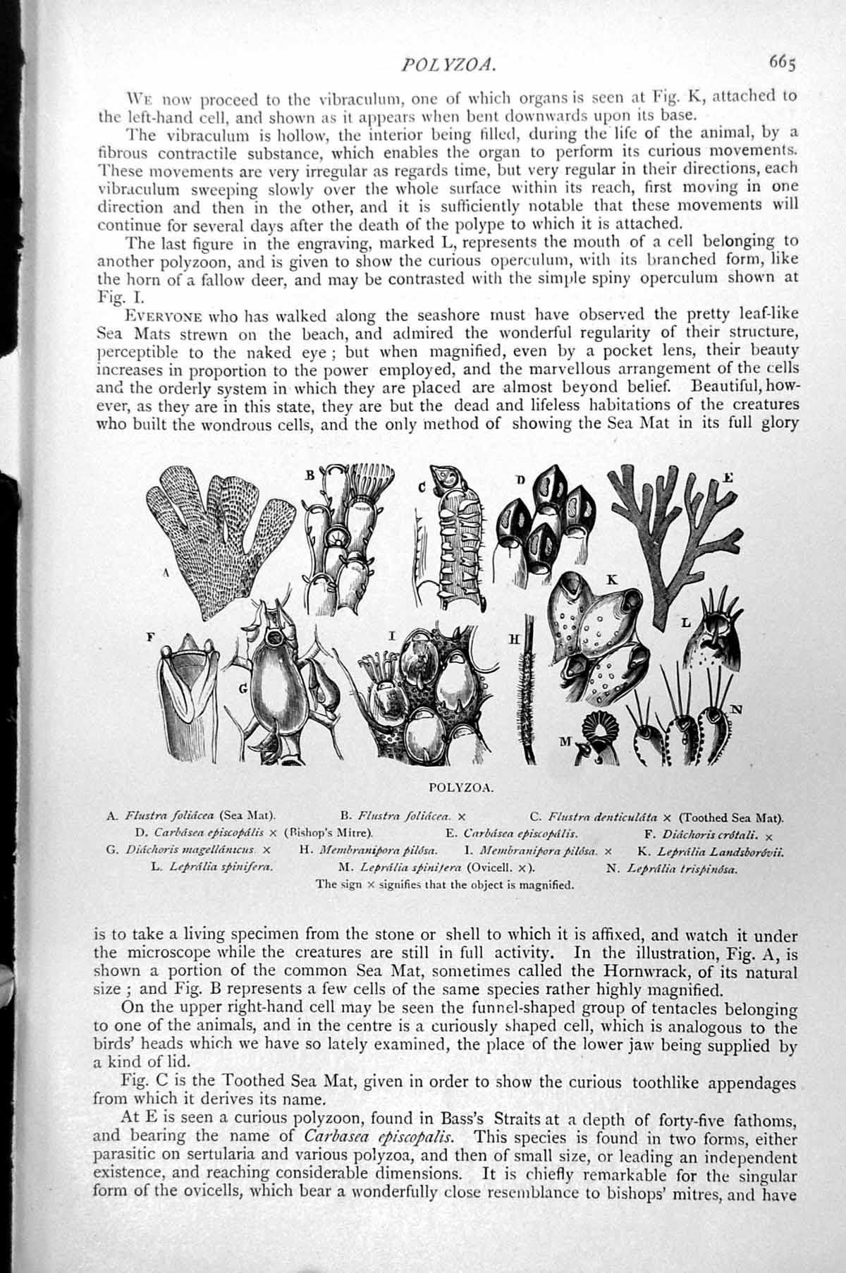 Old Print Polyzoa Flustra Carbasea Diachoris Membranipora Lepralia C1890 19th