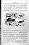 Old Antique Print Tiger Beetles Manticora Latipennis Anthia Sulcata C1890 19th