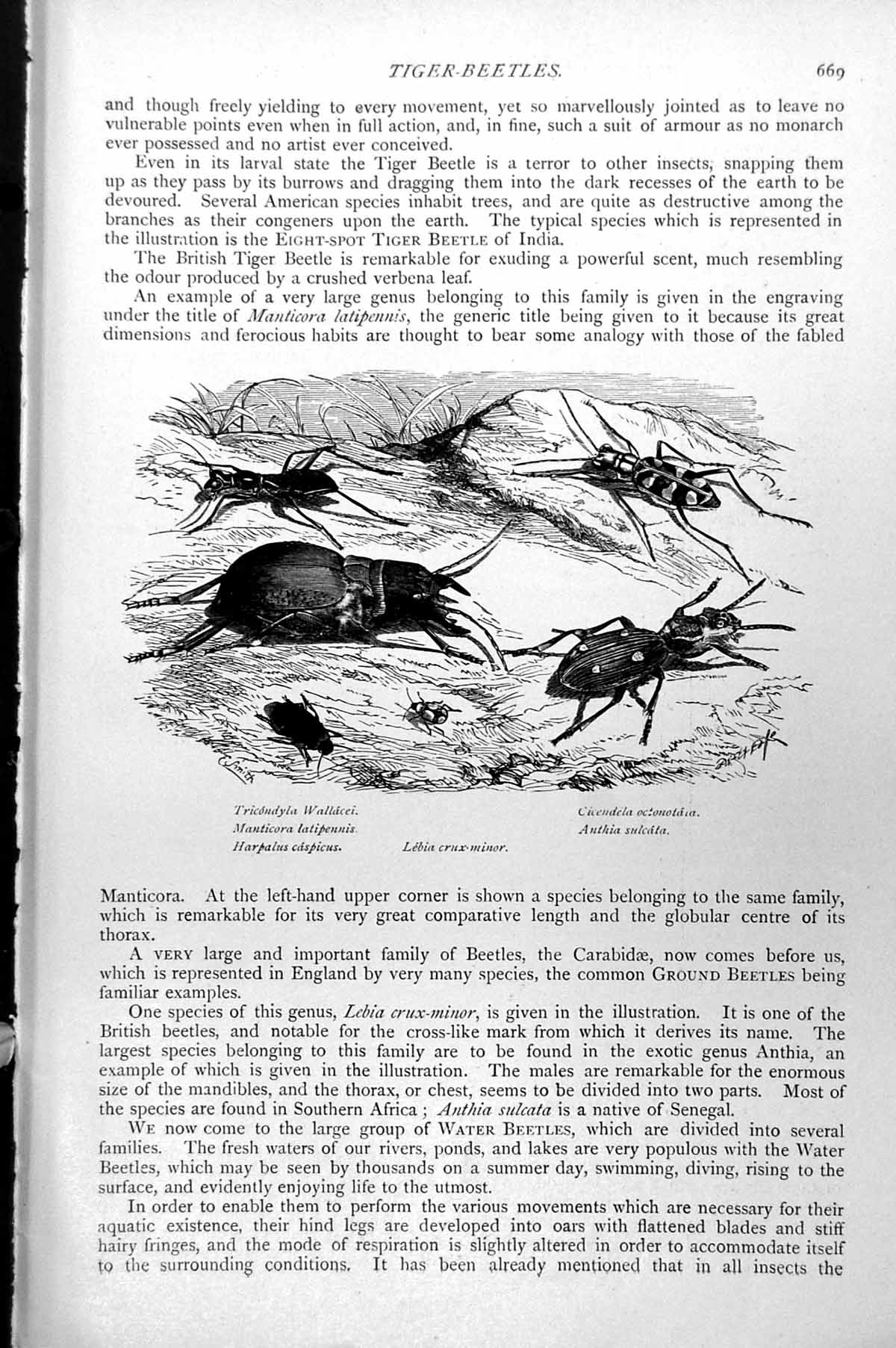 Old Antique Print Tiger Beetles Manticora Latipennis Anthia Sulcata C1890 19th