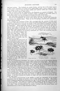 Old Print Burying Beetles Hister Cadaverinus Necrophorus Vestigator C1890 19th