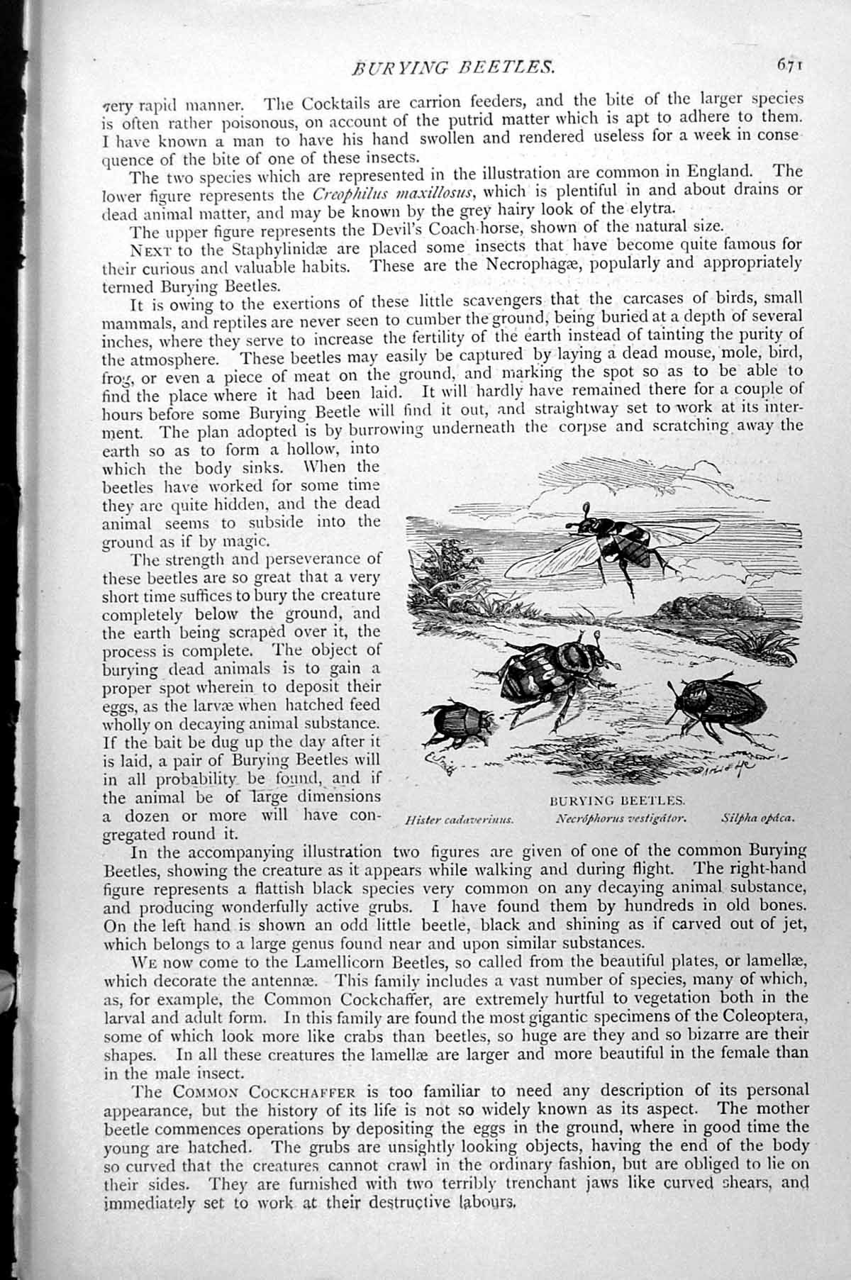 Old Print Burying Beetles Hister Cadaverinus Necrophorus Vestigator C1890 19th