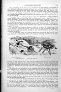 Old Print Longicorn Beetles Plectodra Scalator Disaudax Cayennensis C1890 19th
