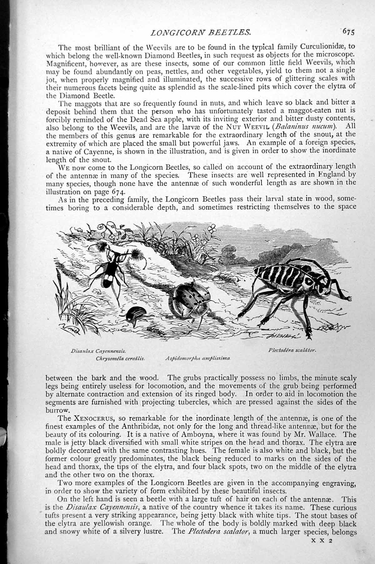 Old Print Longicorn Beetles Plectodra Scalator Disaudax Cayennensis C1890 19th