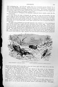 Old Crickets Field Mole Cricket Giant Earwig Forficula Gigantea C1890 Victorian