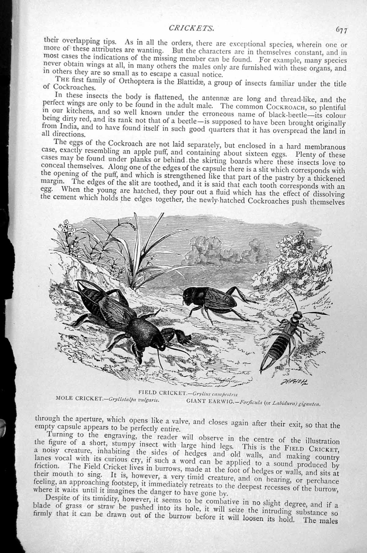 Old Crickets Field Mole Cricket Giant Earwig Forficula Gigantea C1890 Victorian