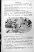 Antique Old Print Ant-Lion Myrmeleog Transyatus May-Fly Nemoptera Coa C1890