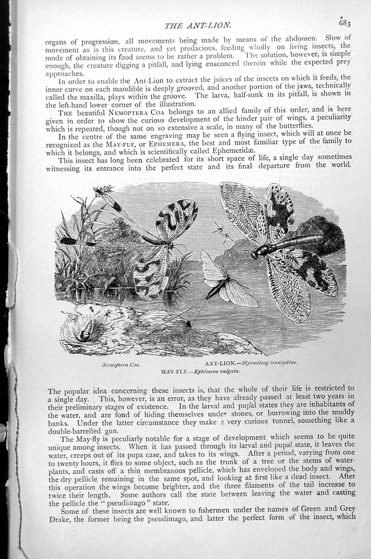 Antique Old Print Ant-Lion Myrmeleog Transyatus May-Fly Nemoptera Coa C1890