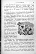 Antique Print Ichneumon Flies Crabo Cribrarius Philanthus Triangulum C1890 19th