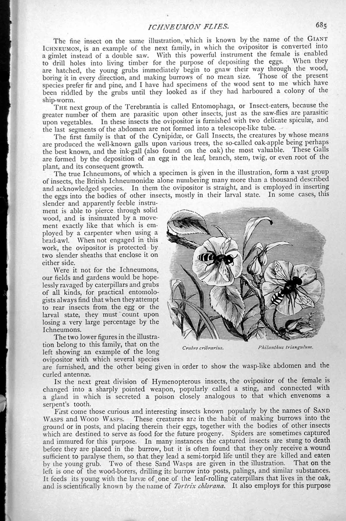Antique Print Ichneumon Flies Crabo Cribrarius Philanthus Triangulum C1890 19th