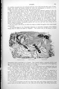Antique Old Print Wasps Eumenes Arcuatus Chlorion Lobatum Vespa Ducalis C1890