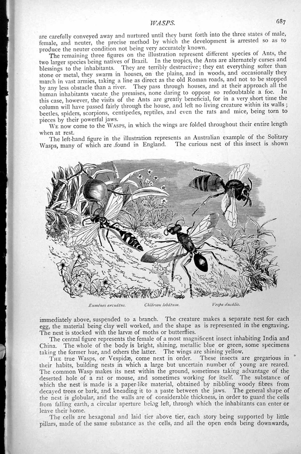 Antique Old Print Wasps Eumenes Arcuatus Chlorion Lobatum Vespa Ducalis C1890