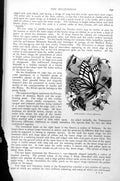 Original Old Antique Print Butterfly Epicharis Pieris Epicharis C1890 Victorian