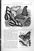 Antique Print Peacock Butterfly Thyondamus Thetis Cocoon Caterpillar C1890 19th