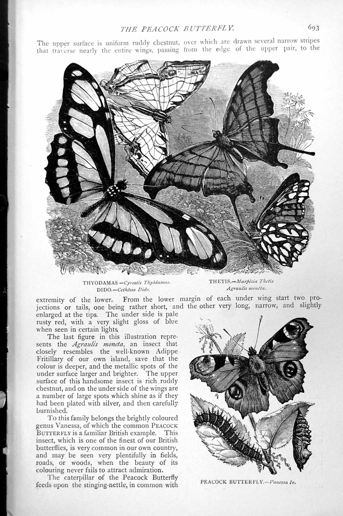 Antique Print Peacock Butterfly Thyondamus Thetis Cocoon Caterpillar C1890 19th