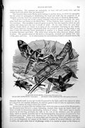 Antique Old Print Oleander Hawk-Moth Hylas Bee Sesia Hylas Humming-Bird C1890