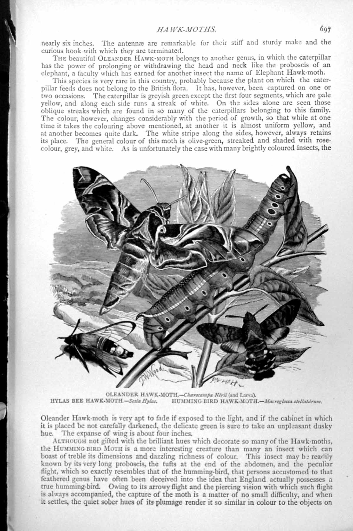 Antique Old Print Oleander Hawk-Moth Hylas Bee Sesia Hylas Humming-Bird C1890