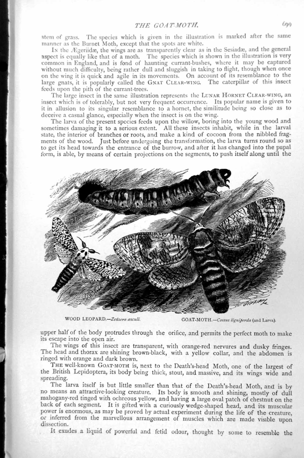 Original Old Antique Print Moth Goat-Moth Cossus Ligniperda Wood Leopard C1890