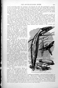 Original Old Antique Print House-Builder Moth Oiketicus Sandersii C1890 19th