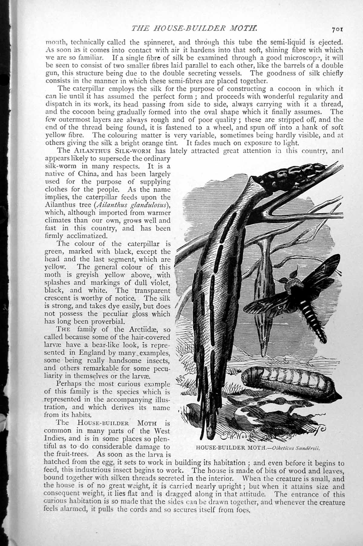Original Old Antique Print House-Builder Moth Oiketicus Sandersii C1890 19th