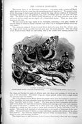 Antique Old Print Clifdon Monpareil Moth Sword-Grass Moth Peach-Blossom C1890