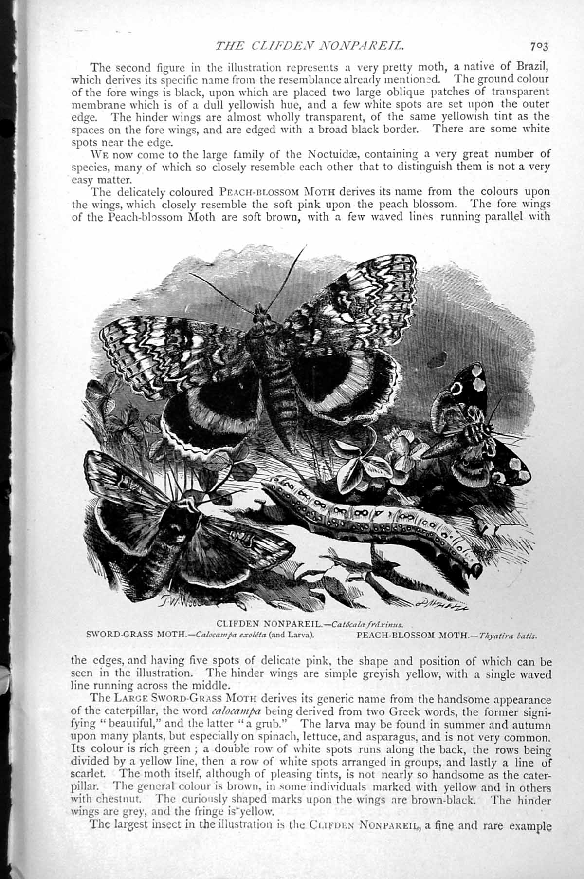 Antique Old Print Clifdon Monpareil Moth Sword-Grass Moth Peach-Blossom C1890