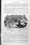 Antique Old Print Moths Little Ermine Lilac-Leaf Roller Pebble Hook-Tip C1890