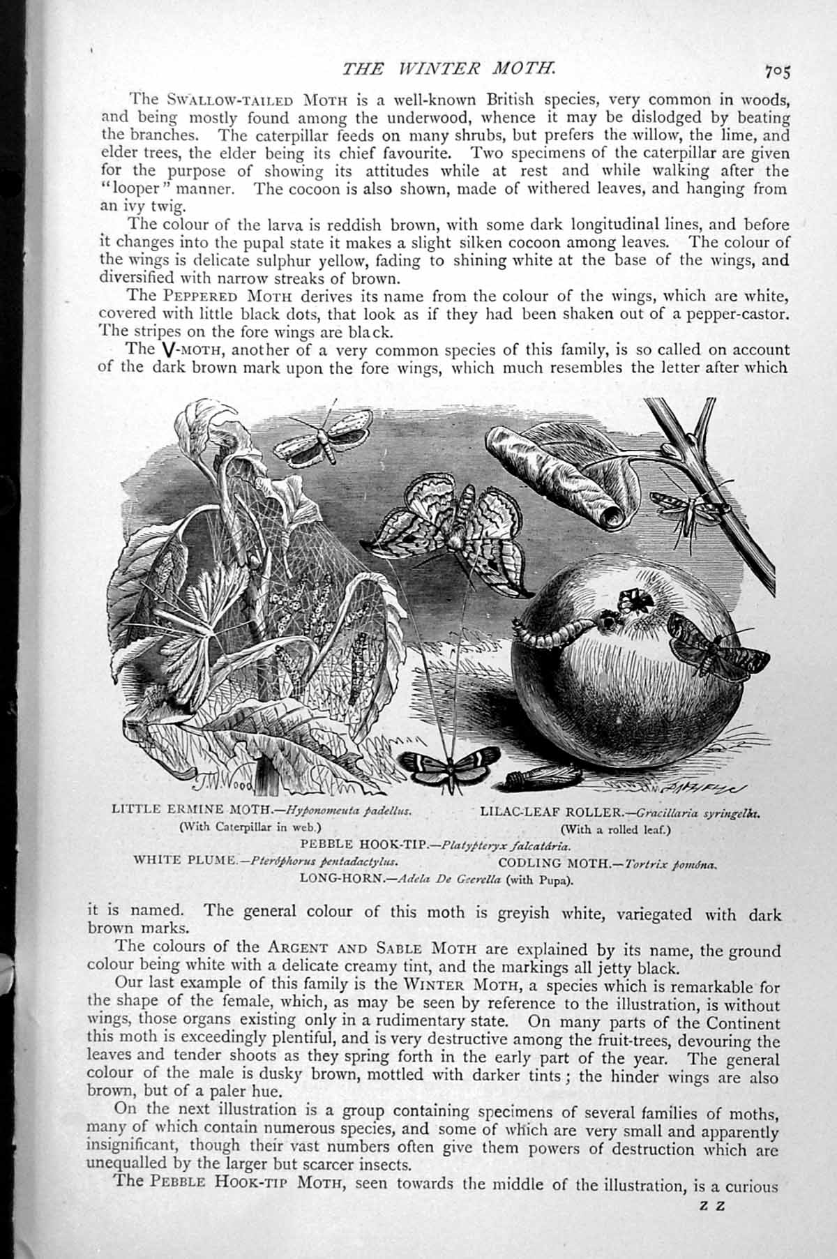 Antique Old Print Moths Little Ermine Lilac-Leaf Roller Pebble Hook-Tip C1890