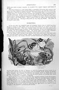 Old Print Hotinus Maculatus Cicada Flosfolia Paecilopters Circulata C1890 19th