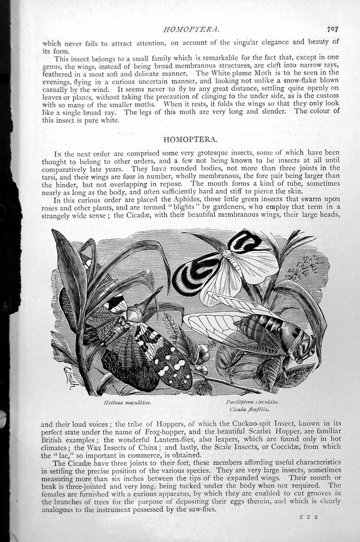 Old Print Hotinus Maculatus Cicada Flosfolia Paecilopters Circulata C1890 19th