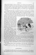 Antique Old Print Rose Aphis Scale Insect Spotted Hopper Bell-Bearer C1890 19th