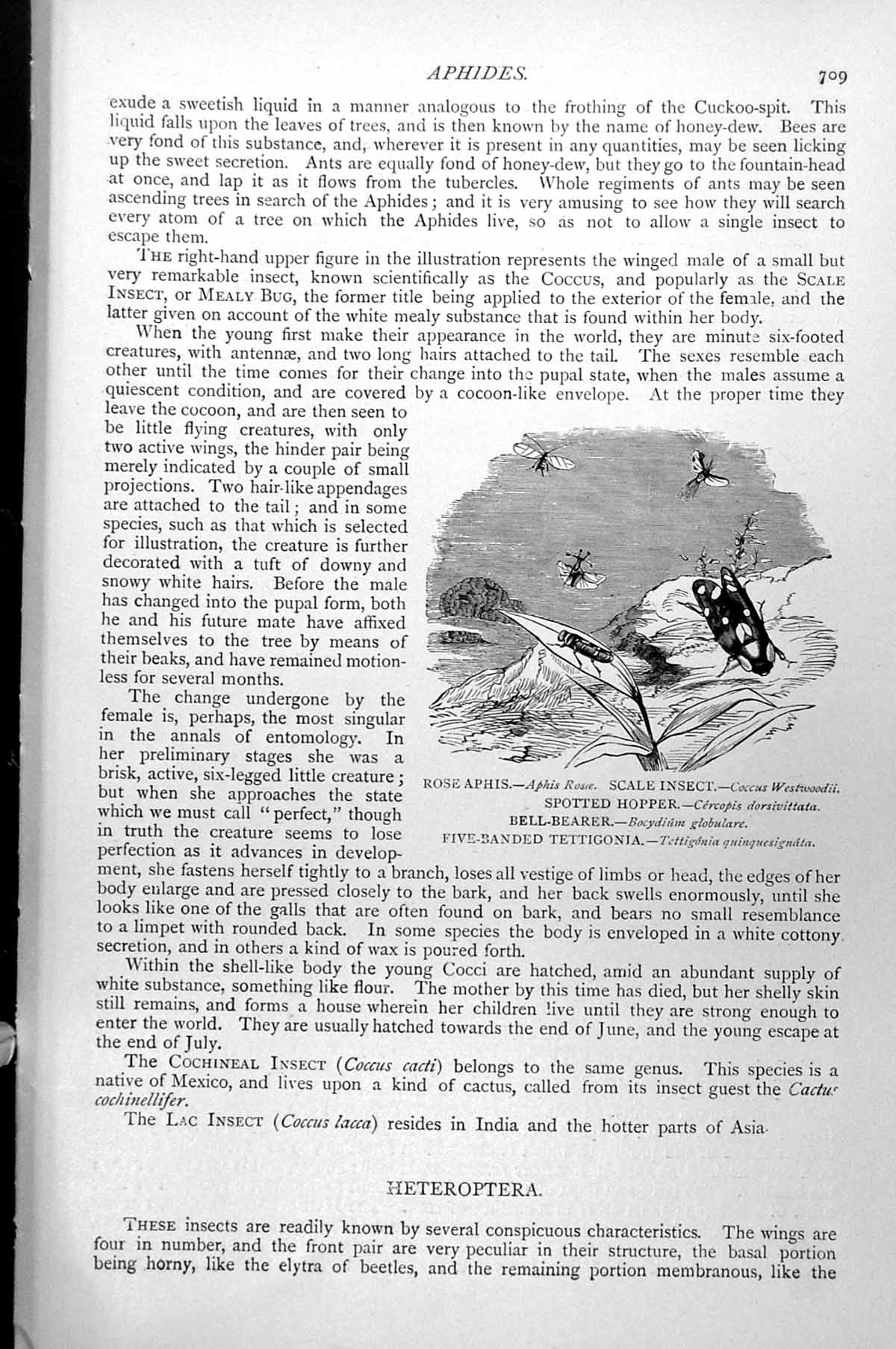 Antique Old Print Rose Aphis Scale Insect Spotted Hopper Bell-Bearer C1890 19th