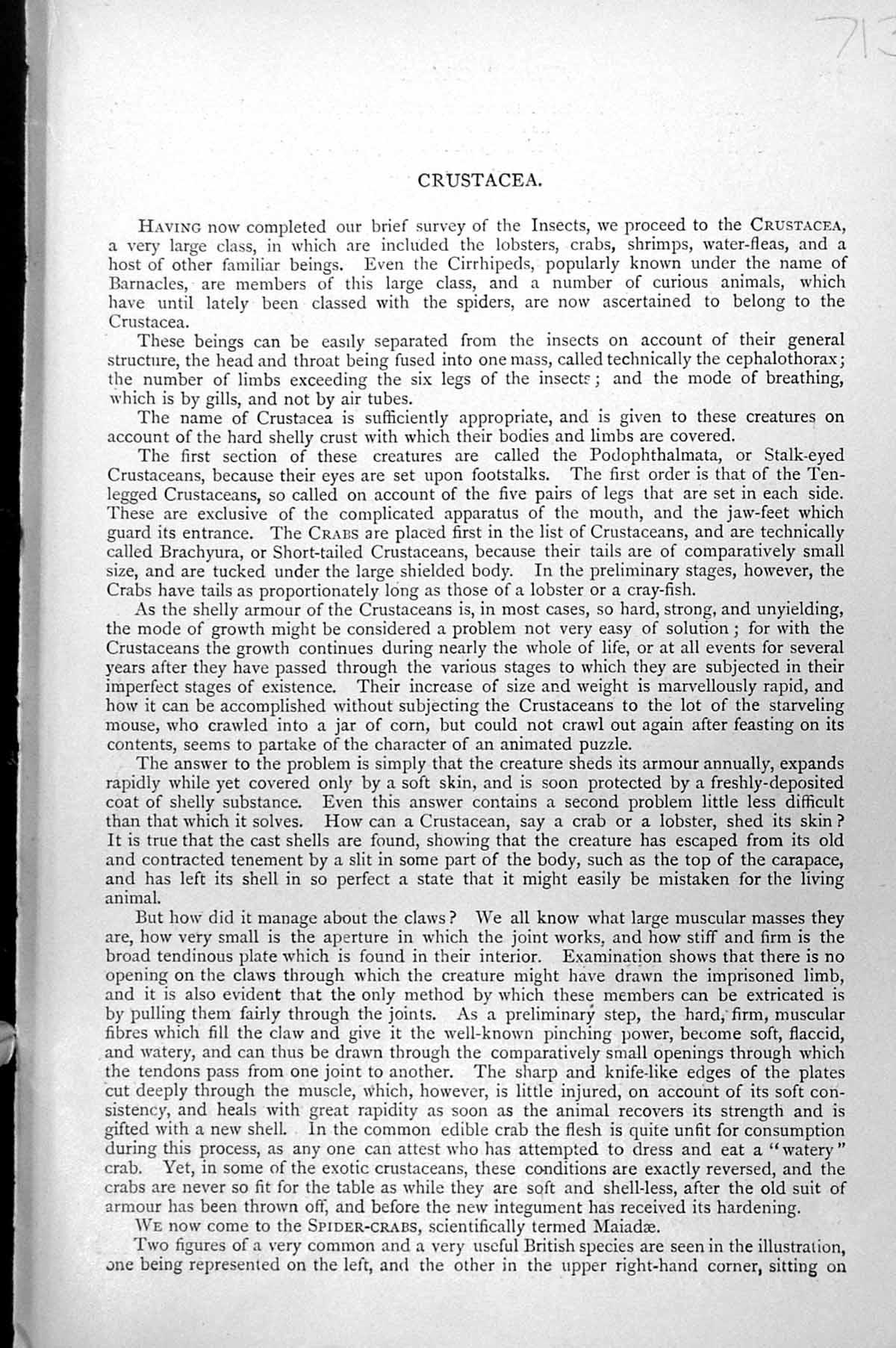 Antique Old Print Common Thornback Crab Female Three-Spined Spider Crab C1890