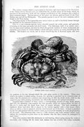 Original Old Antique Print Edible Crab Cancer Panurus Ocean Floor Shells C1890