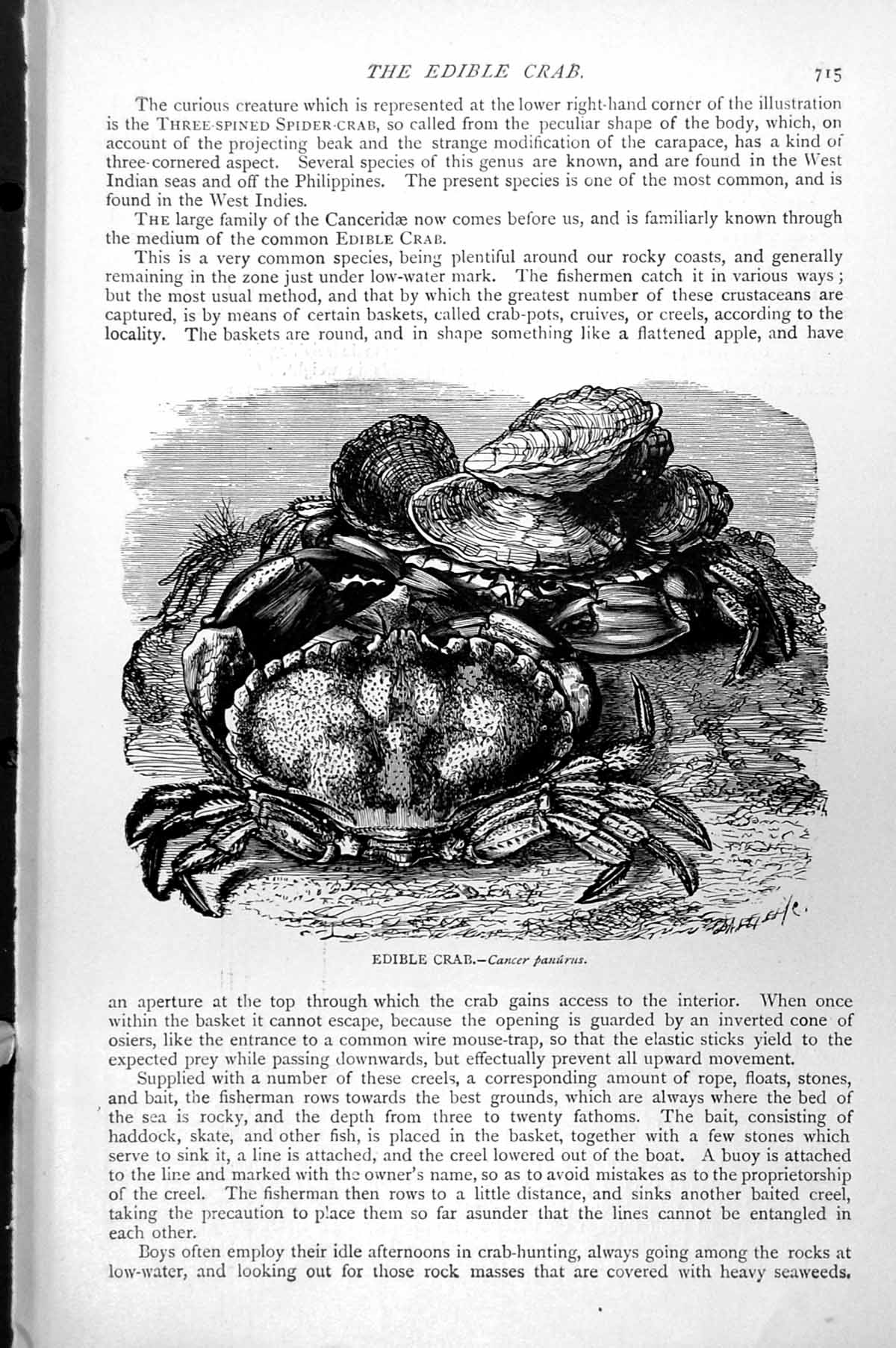 Original Old Antique Print Edible Crab Cancer Panurus Ocean Floor Shells C1890