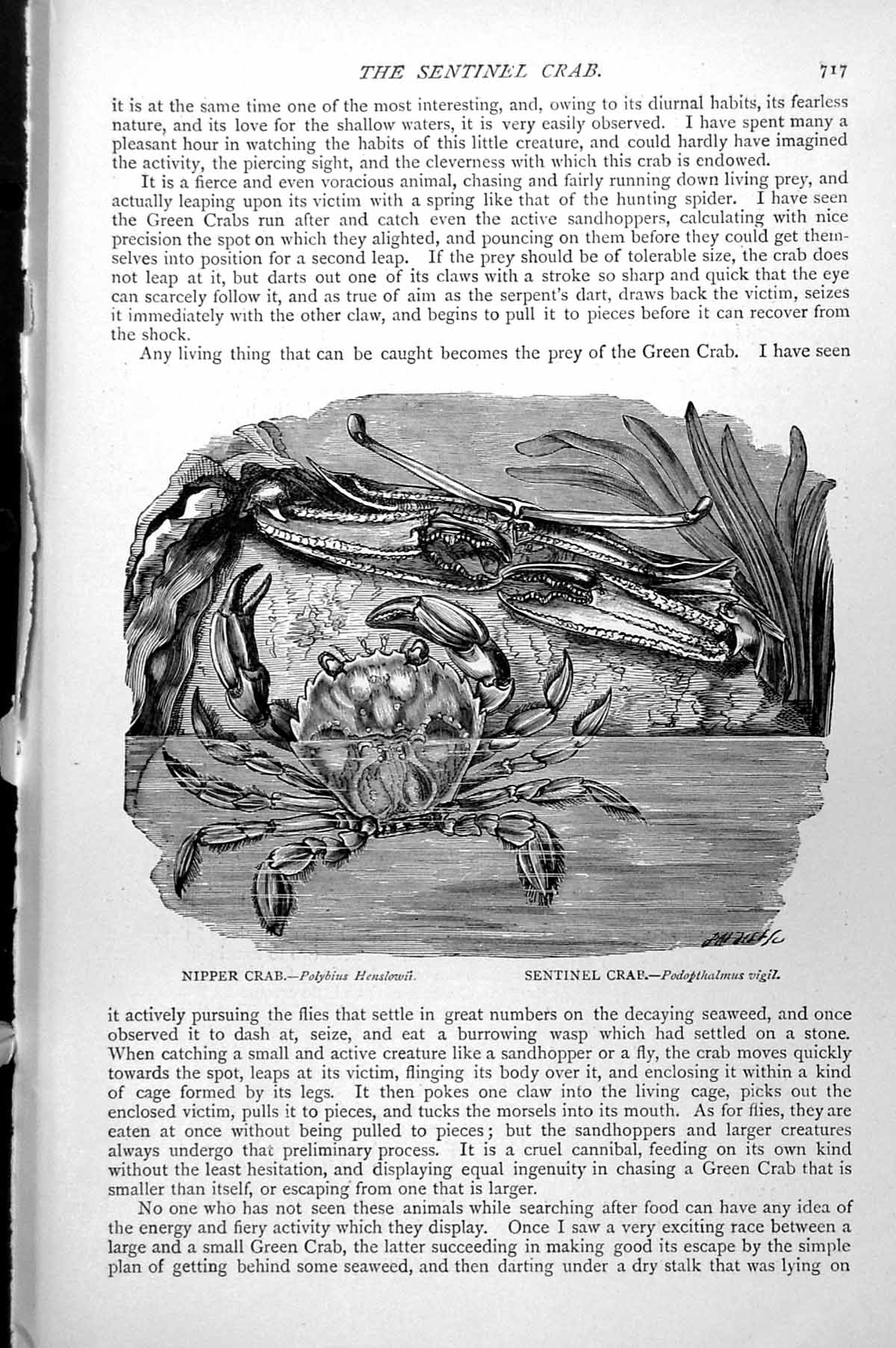 Old Print Nipper Crab Polybius Henslowii Sentinel Crab Podopthalmus C1890 19th