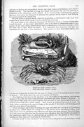 Antique Print Fighting Crab Gelasimus Bellator Angular Crab Gonoplax C1890 19th
