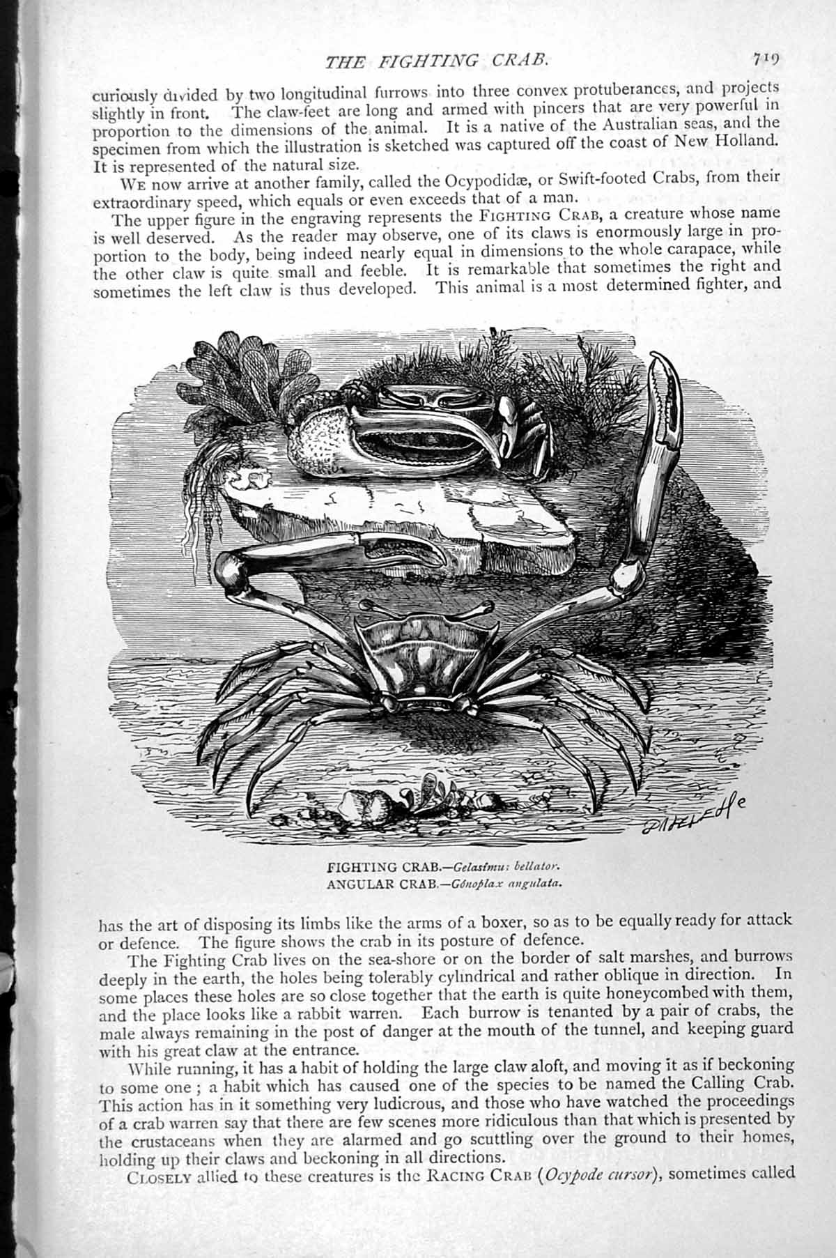 Antique Print Fighting Crab Gelasimus Bellator Angular Crab Gonoplax C1890 19th