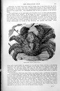 Original Old Antique Print Porcupine Crab Lithodes Hystrix Covered Spines C1890