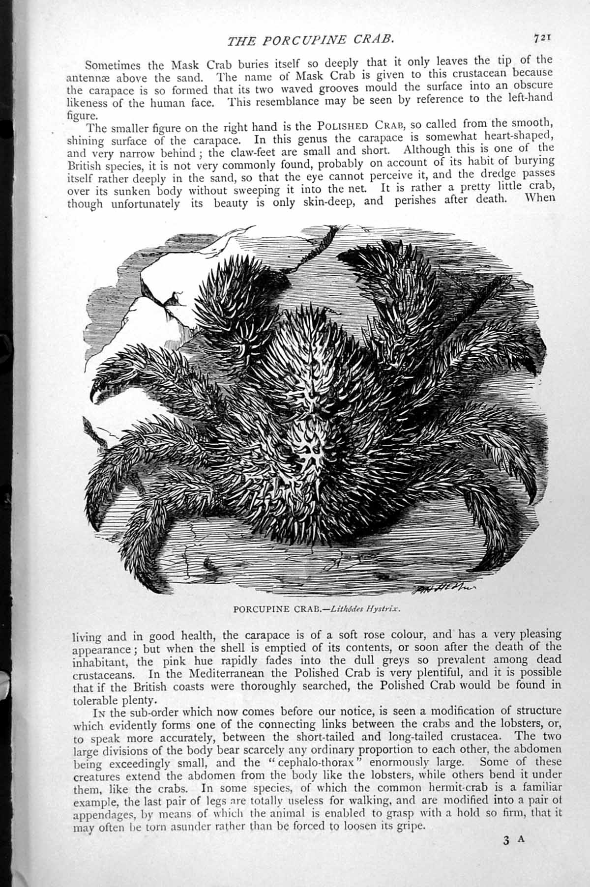 Original Old Antique Print Porcupine Crab Lithodes Hystrix Covered Spines C1890