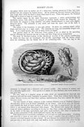 Antique Old Print Diogenes Hermit Crab Cenobits Diogenes Oar-Foot Crab C1890