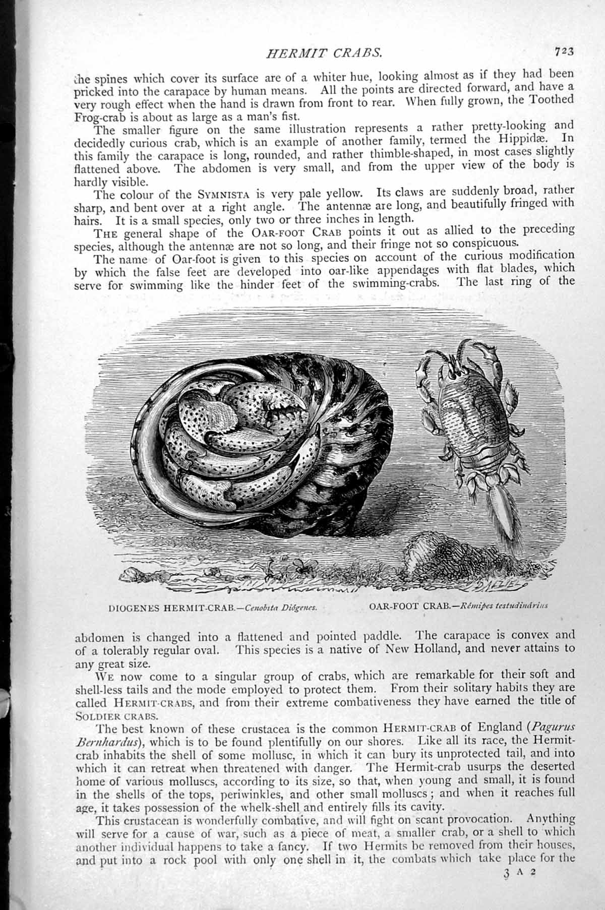 Antique Old Print Diogenes Hermit Crab Cenobits Diogenes Oar-Foot Crab C1890